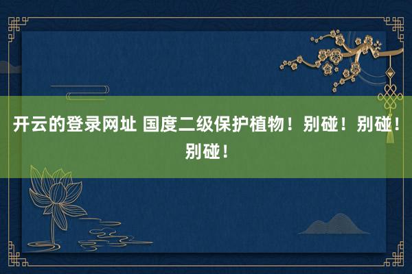 开云的登录网址 国度二级保护植物!别碰!别碰!别碰!