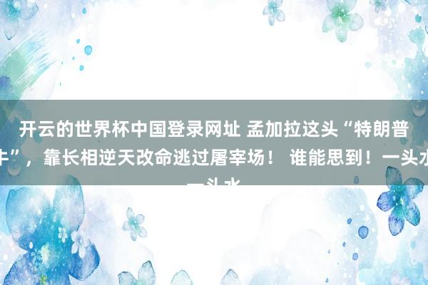 开云的世界杯中国登录网址 孟加拉这头“特朗普牛”,靠长相逆天改命逃过屠宰场! 谁能思到!一头水
